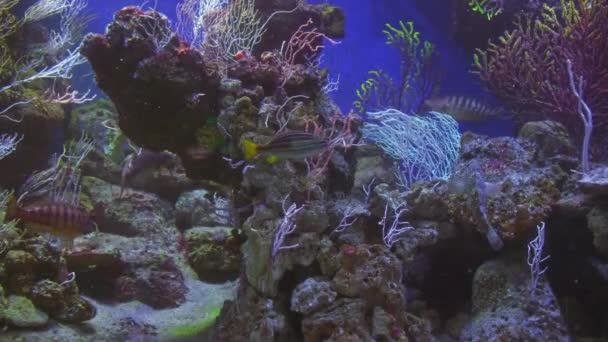 Mediterranean Smarida nada entre corales coloridos en agua azul, mendola nada en un gran rebaño juntos, familia y concepto de rebaño - Imágenes, Vídeo