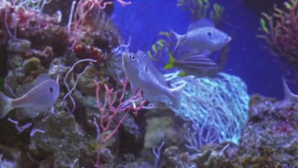 Μεσόγειος Smarida κολυμπά ανάμεσα σε πολύχρωμα κοράλλια σε μπλε νερά, mendola κολυμπά σε ένα μεγάλο κοπάδι μαζί, οικογένεια και κοπάδι έννοια - Πλάνα, βίντεο