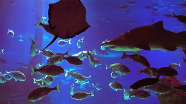under water 4k shoot Sea ecosystem coral reefs large school of fish on a blue background sea floor with sand rocks and a lot fish in background - Metraje, vídeo