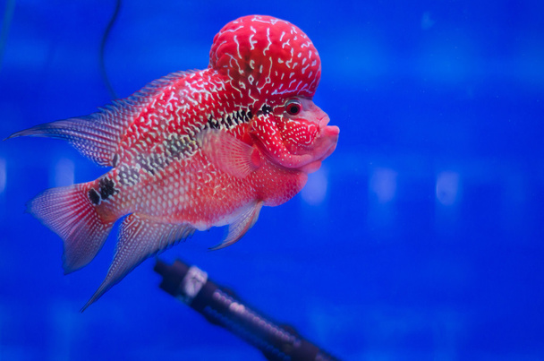 peixe-ciclídeo com corno de flores
 - Foto, Imagem