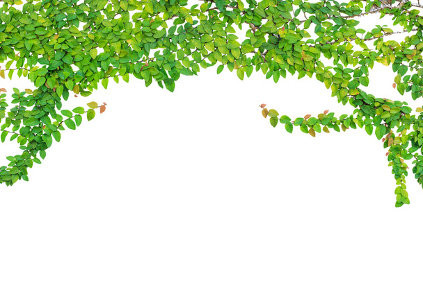 Absztrakt zöld Ivy elszigetelt fehér background - Fotó, kép