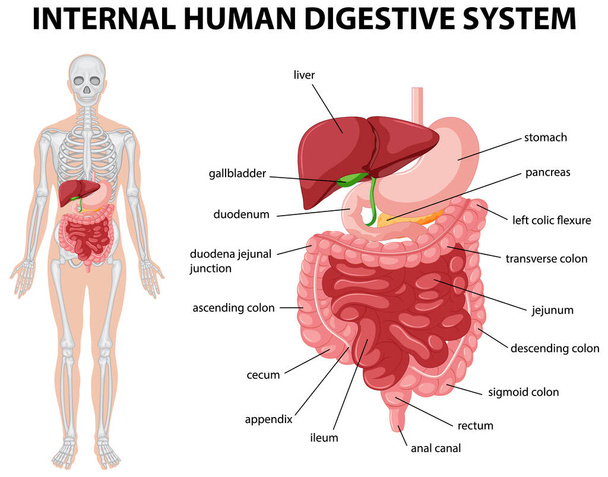 Diagrama que muestra la ilustración interna del sistema digestivo humano - Vector, Imagen