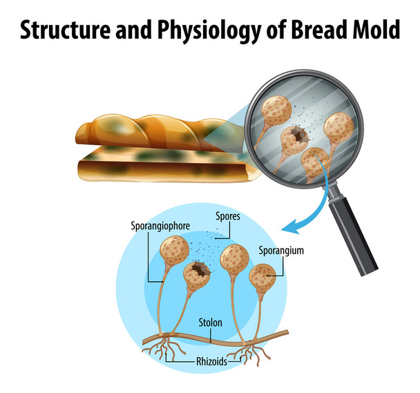 A kenyérpenész-illusztráció szerkezete és élettana - Vektor, kép