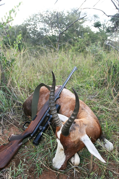 Trophäe afrikanische Antilope blesbok mit einem Gewehr nach der Jagd in Südafrika - Foto, Bild
