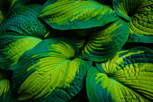 Hosta Plantain lirios hojas de cerca - Foto, Imagen