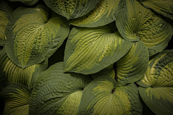 Hosta weegbree lelies bladeren close-up - Foto, afbeelding