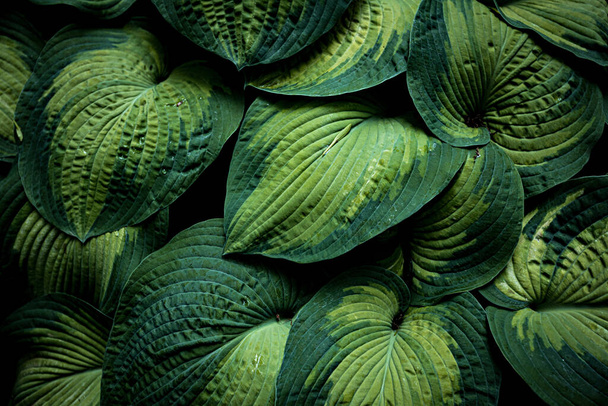 Hosta Plantain lilies leaves close up - Photo, Image