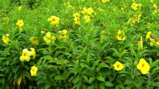 Lindas flores de cigarro amarelo exuberante gordo florescendo no parque - Filmagem, Vídeo