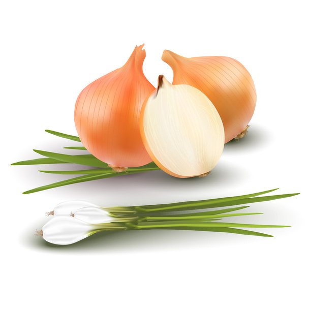 Different types of onion on white background - Vector, Image