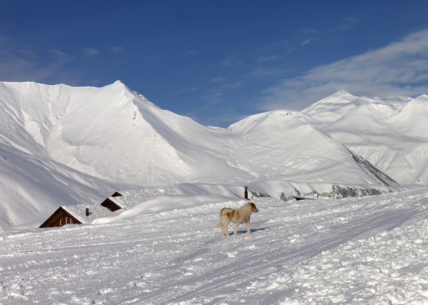 Dog on ski slope in nice day - Фото, изображение