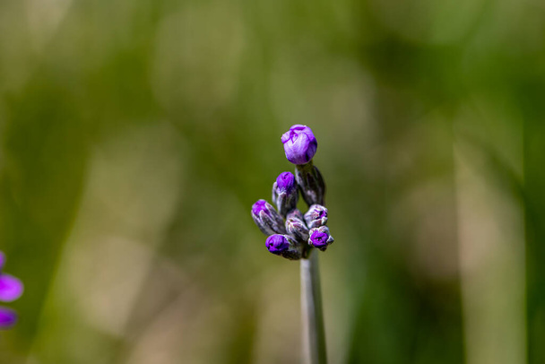 Primula farinosa fleur dans la prairie, macro - Photo, image