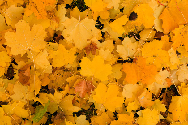 Autumn - Foto, afbeelding