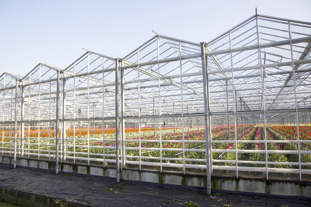 greenhouse full of blossoming flowers in the netherlands - Photo, Image
