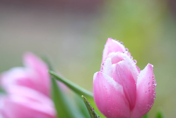 Rózsaszín színű tulipán közelkép harmatcseppekkel, szelektív fókusz. Rózsaszín tulipán csokor könnyű háttérrel. A virág lágyan mozog a szélben. - Fotó, kép
