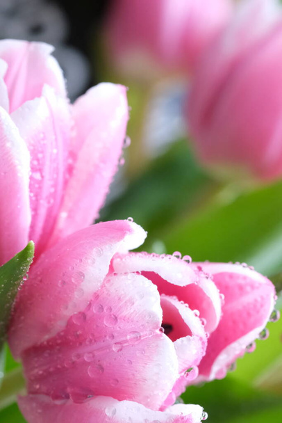 Pink color tulip closeup with dew drops, selective focus. Bouquet of pink tulips on a light background. Flower softly moving on the wind - Fotografie, Obrázek