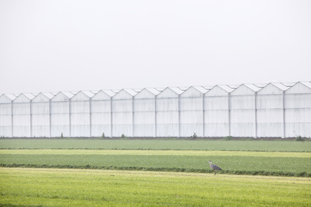 Graureiher auf einer Wiese in Holland - Foto, Bild