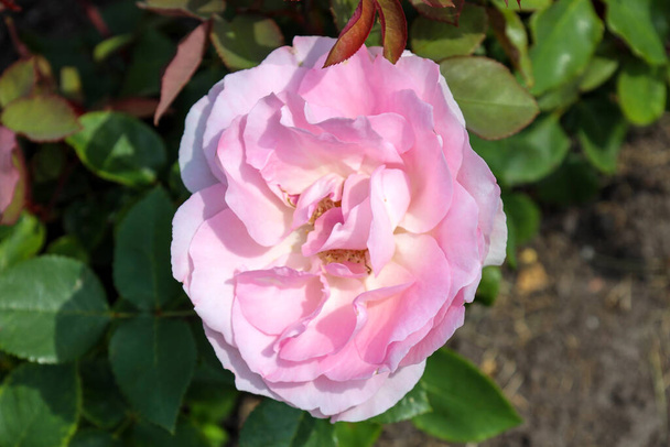 Rosenblütenkopf "Garfin Diana" im Guldemondplantsoen Rosarium Boskoop Niederlande - Foto, Bild