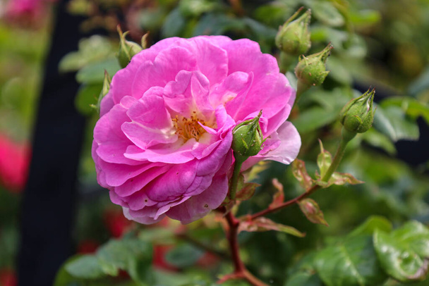 Cabeça de flor rosa 'Ozeana' no Guldemondplantsoen Rosarium Boskoop Países Baixos - Foto, Imagem