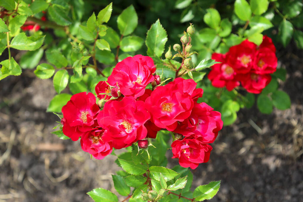 'La Bella Rouge' rose flower head at the Guldemondplantsoen Rosarium Boskoop netherlands - Photo, Image