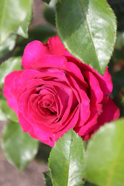 'Ambassador' rose flower head at the Guldemondplantsoen Rosarium Boskoop netherlands - Photo, Image