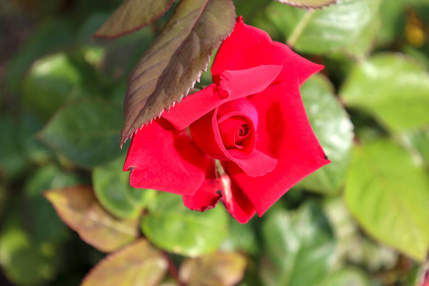 'Grande Amore'Rose flower head at the Guldemlandplantsoen Rosarium Boskoop Netherlands - Фото, зображення