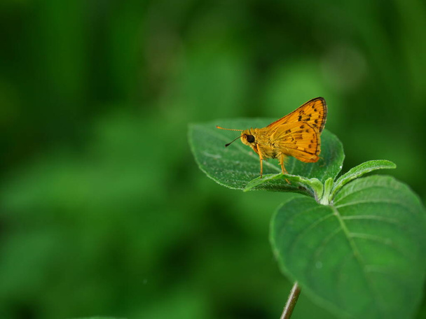 Ognisty motyl szyper na liście roślin z naturalnym zielonym tle,, czarne paski i kropki na brązowych skrzydłach tropikalnego owada, Tajlandia - Zdjęcie, obraz