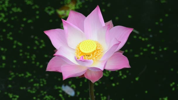 A pink lotus. HD - Felvétel, videó