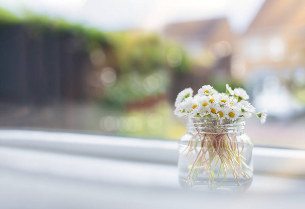 Bukiet stokrotki rumianku w szklanym garnku z porannym światłem świecącym z okna.Cute małe angielskie białe kwiaty kwitnące w słoiku obok okna, łąka naturalny bukiet dzikich kwiatów w słoneczny dzień Lato  - Zdjęcie, obraz