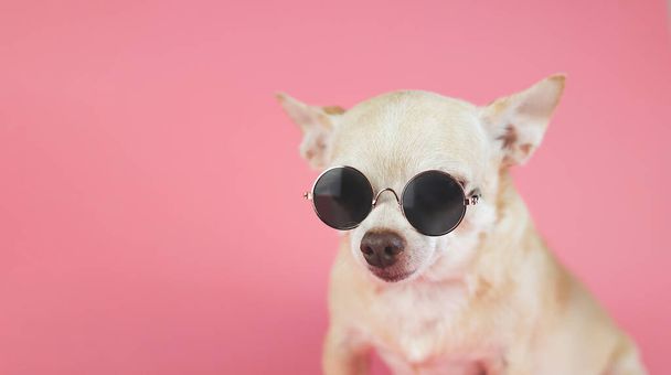Close up image of brown chihuahua dog wearing sunglasses sitting  on pink background with copy space. summer traveling concept. - Foto, Bild