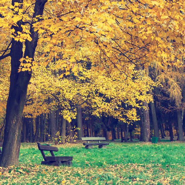 παγκάκι στο πάρκο φθινόπωρο, vintage εμφάνιση - Φωτογραφία, εικόνα