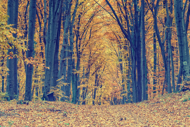 Kleurrijke herfst bomen in bos, vintage look - Foto, afbeelding