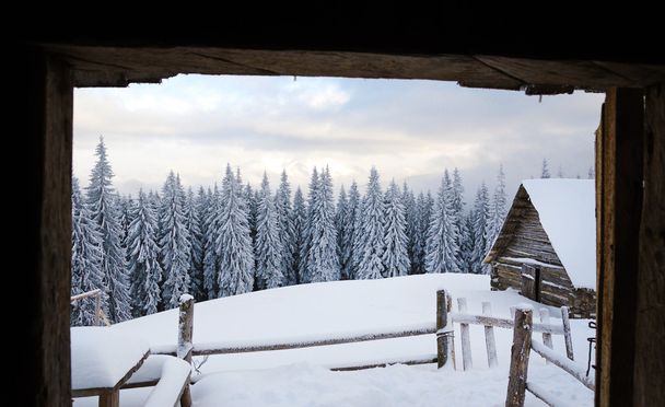 View from the hut on the snow-covered tree in mountains Carpathi - Foto, Imagen