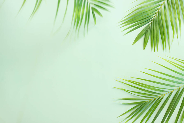 Image of tropical green palm over pastel background - Foto, immagini