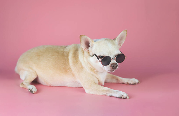 Retrato de cão chihuahua marrom sonolento vestindo óculos de sol deitado em fundo rosa com espaço de cópia. conceito de viagem de verão. - Foto, Imagem