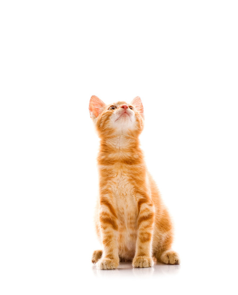 Red little cat - Фото, изображение