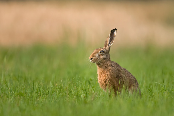 Brown hare - Photo, Image