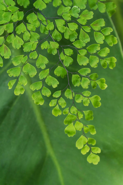 Green leaves of fern adiantum close up background - Photo, Image