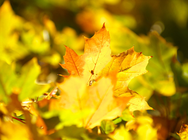 autumn leaves - Photo, Image