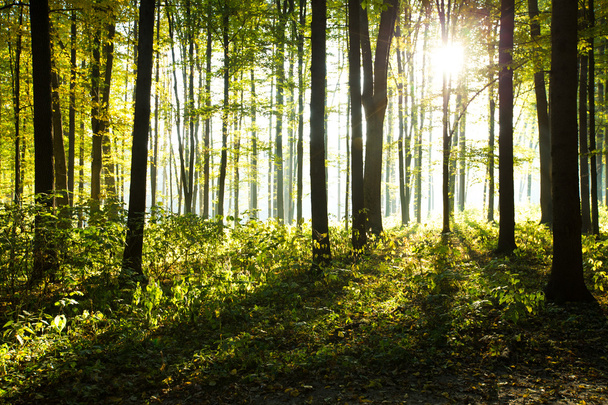 Sunlight in the forest - Fotó, kép