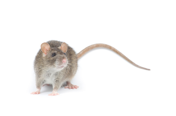 Rat animal isolated - Fotó, kép