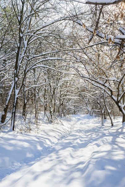snowy winter forest - Foto, Imagen