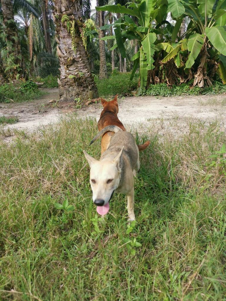 chiens errants accouplement à la plantation - Photo, image