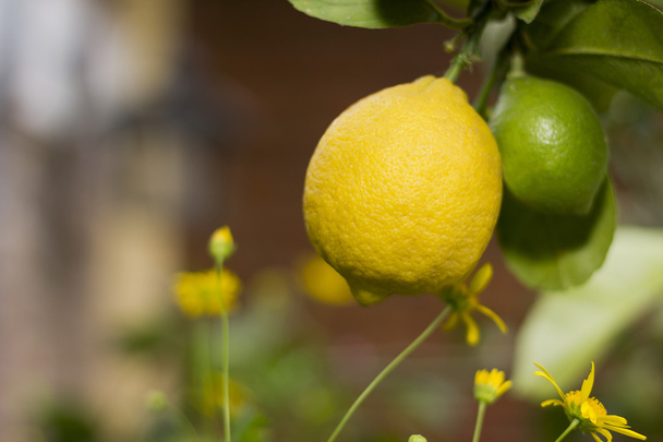 limone giallo appeso all'albero
 - Foto, immagini