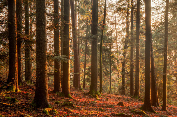 Kara Orman - Fotoğraf, Görsel