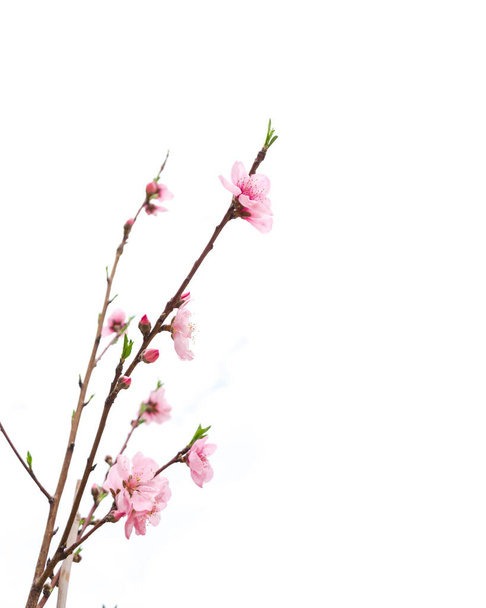 Hazai virágzó őszibarack virágok a ház előtt udvar elszigetelt fehér háttér Észak-Texas, Amerikában. Virág őszibarack vagy nektarin virágok tavasszal természetes ég. - Fotó, kép