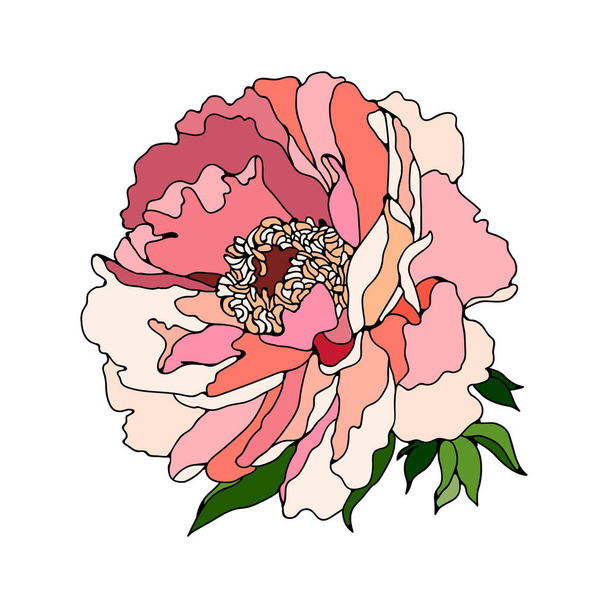 Floral colorful Peony. Vector illustration. Creative realistic drawing, tattoo. Vintage paintings, postcard, background, wallpaper. Interior decoration. Flowers gift for women. - Wektor, obraz