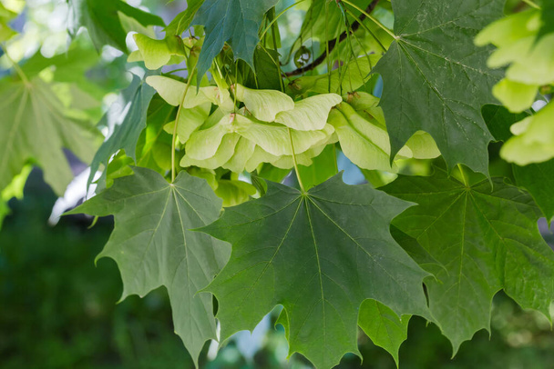 Unripe green double winged seeds of the Norway maple , so-called samaras among the fresh leaves on branch - Photo, Image