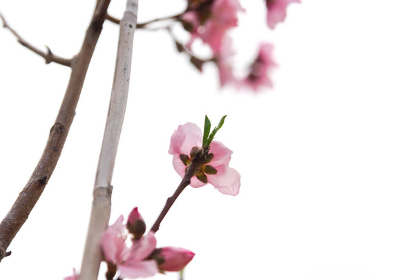 Low angle view homegrown blooming peach flowers with bamboo stake isolated on white background in North Texas, America. Ανθισμένα ροδάκινα ή νεκταρίνια λουλούδια στον ανοιξιάτικο φυσικό ουρανό. - Φωτογραφία, εικόνα