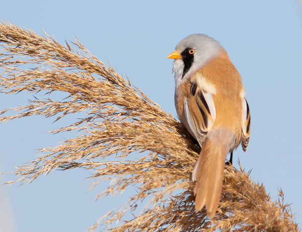Bearded reedling, Panurus biarmicus. The male sits on top of a reed on the riverbank - Photo, Image