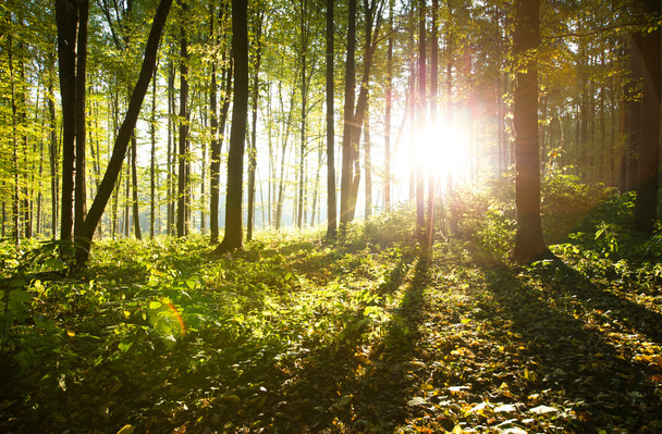 Sunlight in forest with trees - Fotoğraf, Görsel